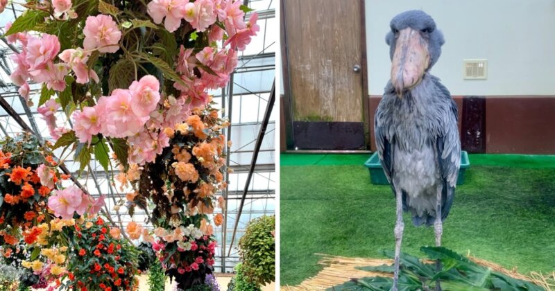 松江フォーゲルパークの花とハシビロコウの写真