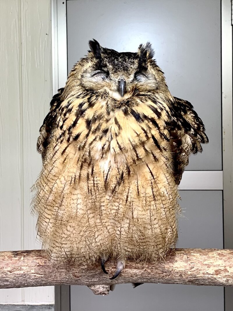 松江フォーゲルパークにある花の大温室にいるミミズク