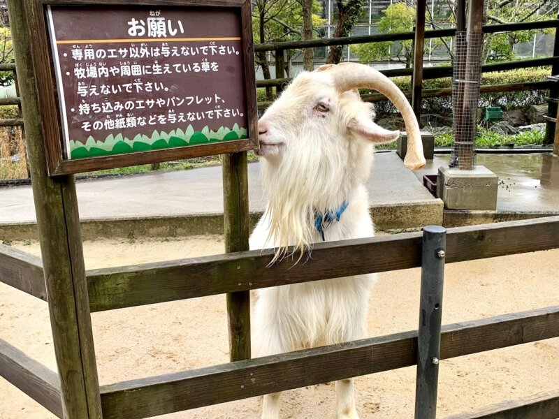 松江フォーゲルパーク　フォーゲル牧場　山羊