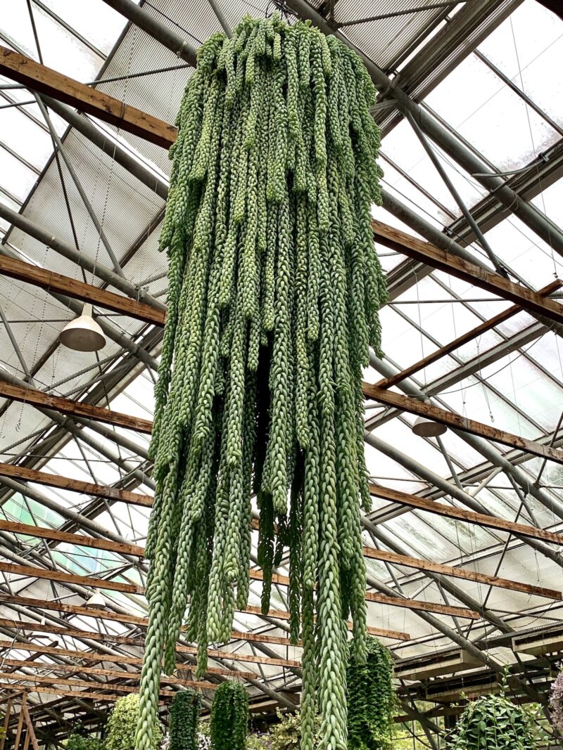 松江フォーゲルパークの大温室にある縄みたいな植物