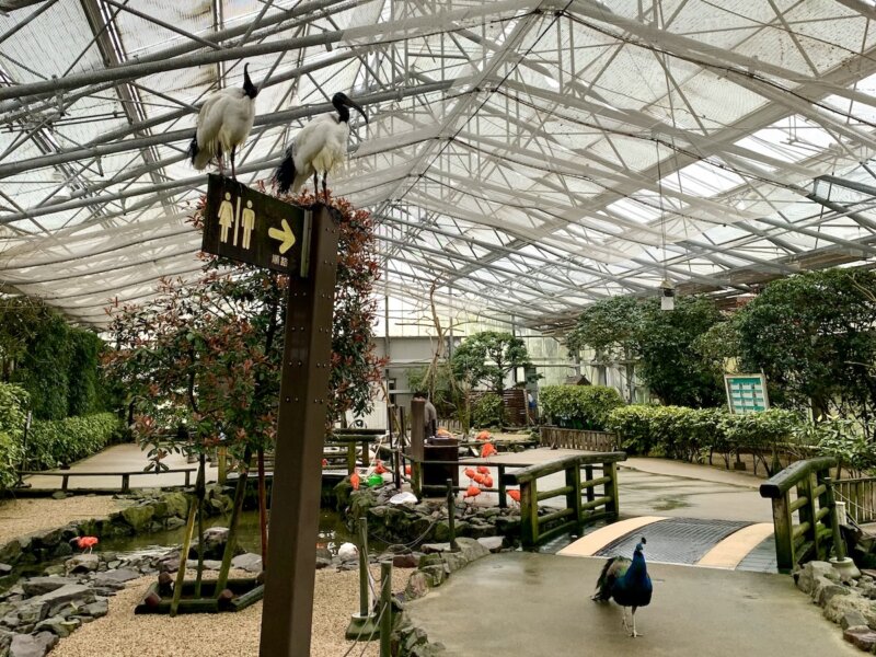 松江フォーゲルパークにある水鳥温室の様子