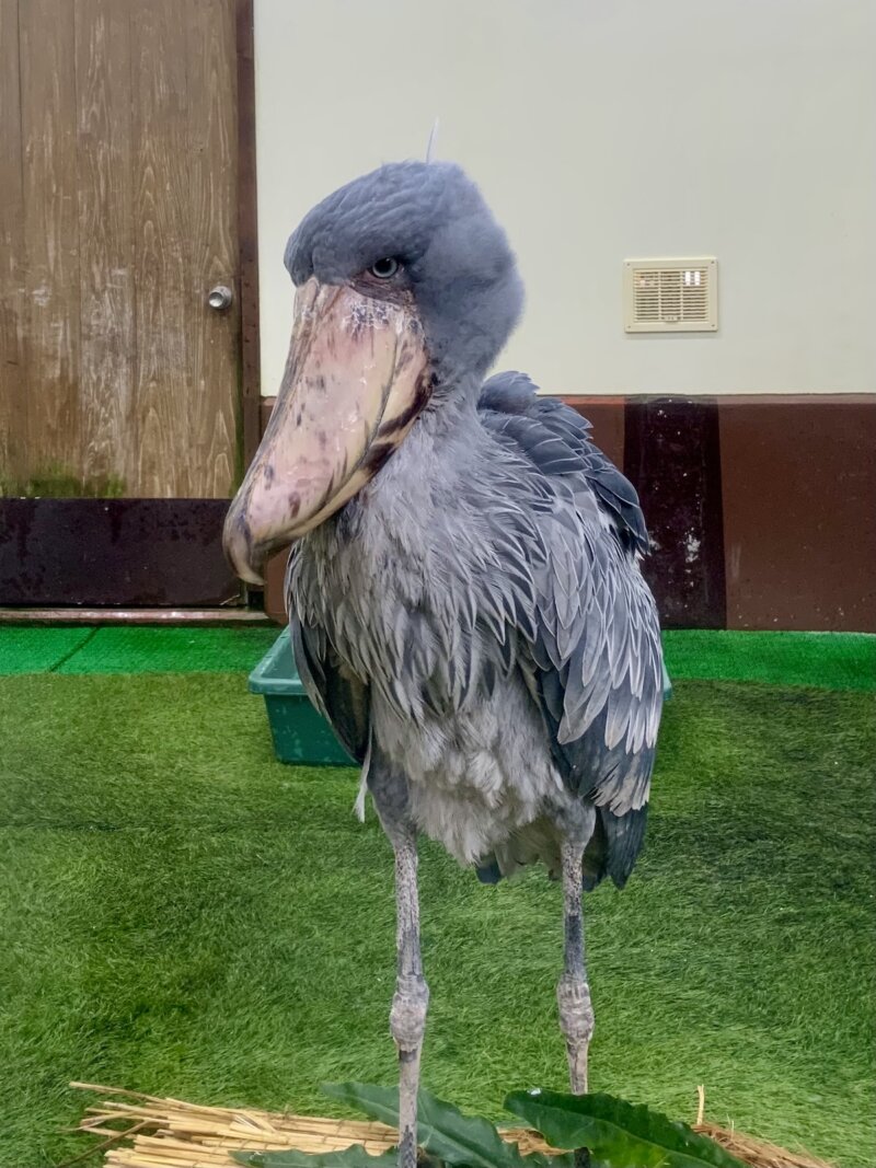 松江フォーゲルパークにいるハシビロコウのフドウくんの写真