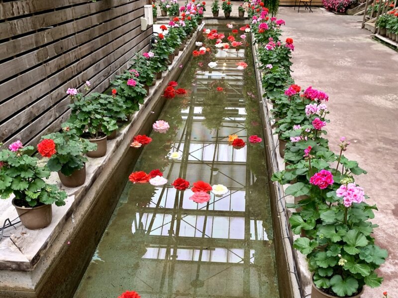 松江フォーゲルパークの水路に浮かぶ薔薇の花