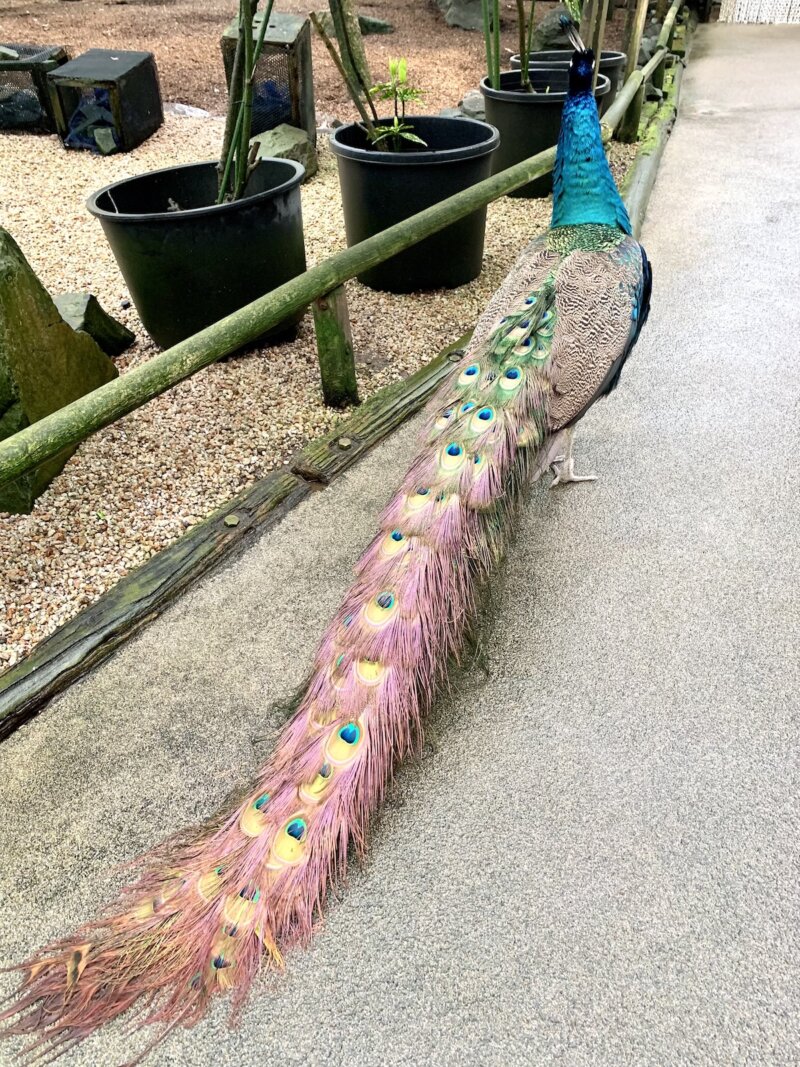 松江フォーゲルパーク　水鳥温室　孔雀