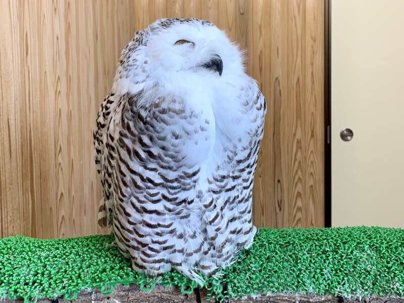 松江フォーゲルパークのエントランスを入ってすぐにいるふくろうの写真