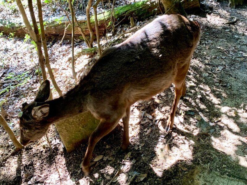 宮島弥山の紅葉谷登山ルート途中で出会った鹿