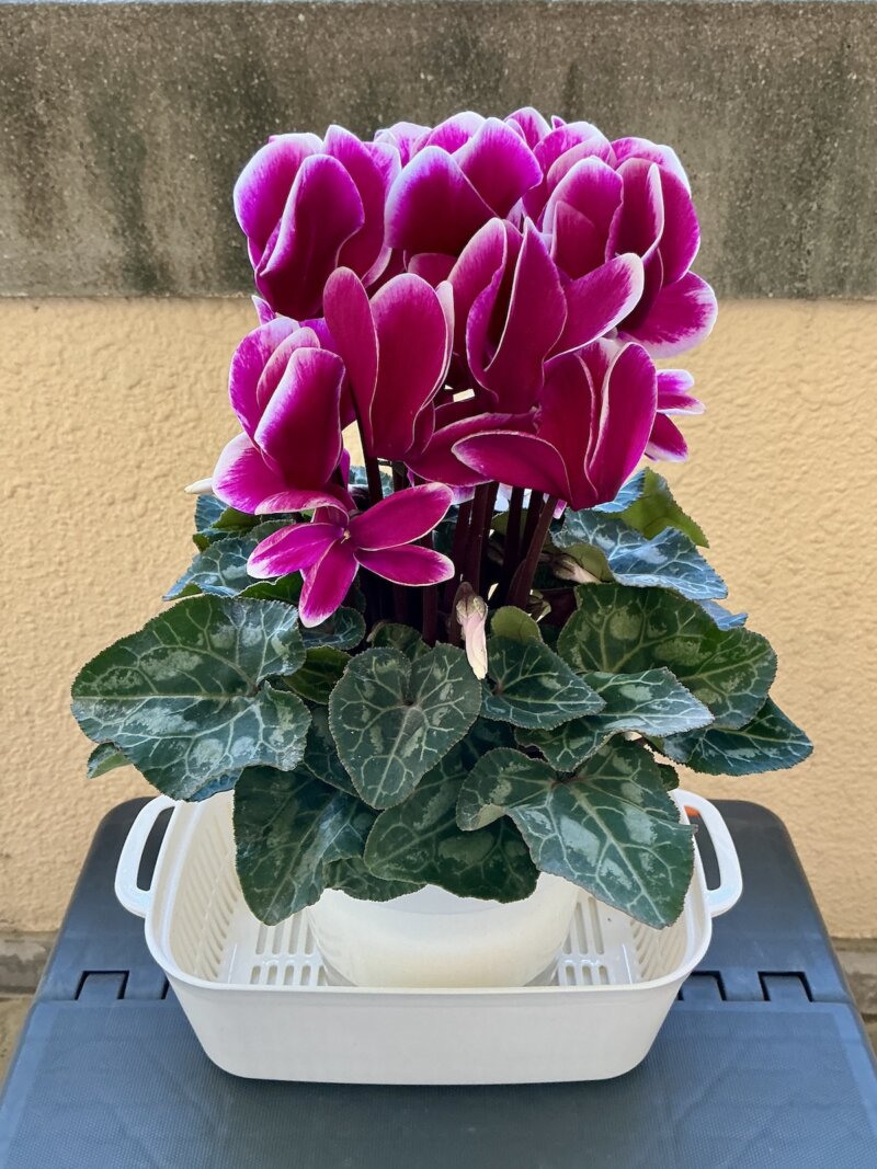 「道の駅 湯の川」で購入したシクラメン