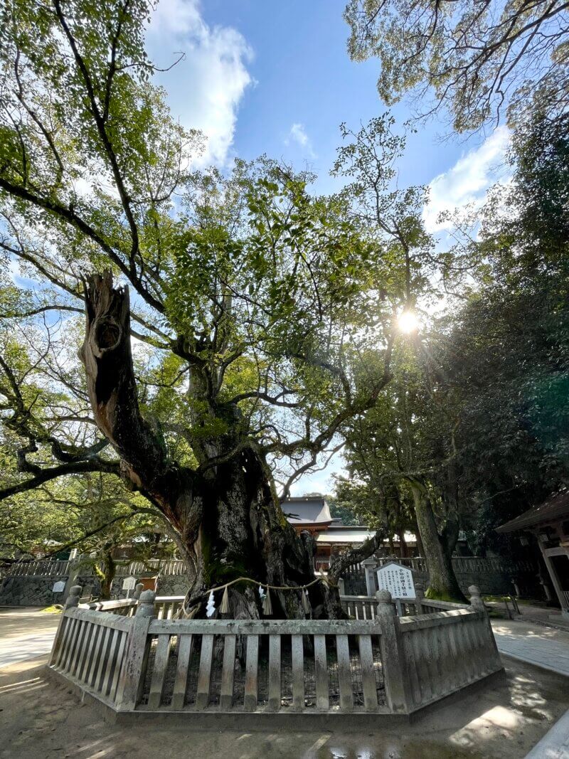 大三島にある大山祇神社の境内にある樹齢2600年の御神木を写した写真