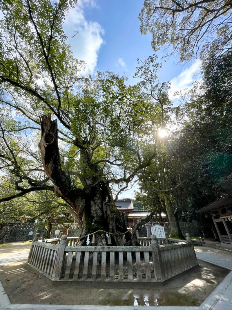 大三島・大山祇神社の境内にある御神木